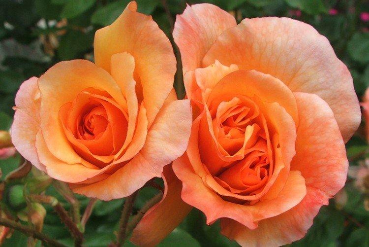 Westerland - Types et variétés de roses de parc
