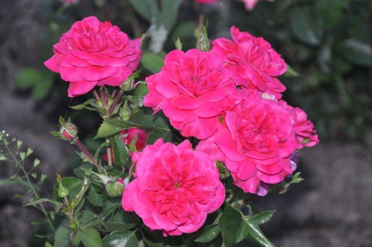 Sangria - Types et variétés de roses remontantes