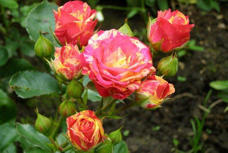 Bigoudis - Types et variétés de roses naines