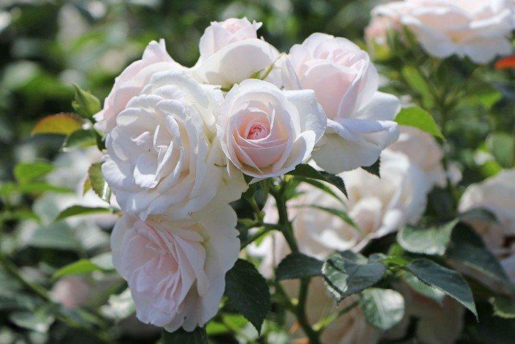Aspirine Rose - Types et variétés de roses floribunda