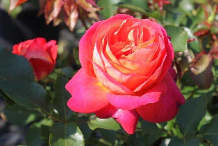 Milieu de l'été - Types et variétés de roses floribunda