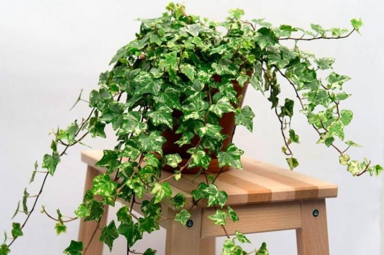 Ivy - Types de plantes d'intérieur grimpantes