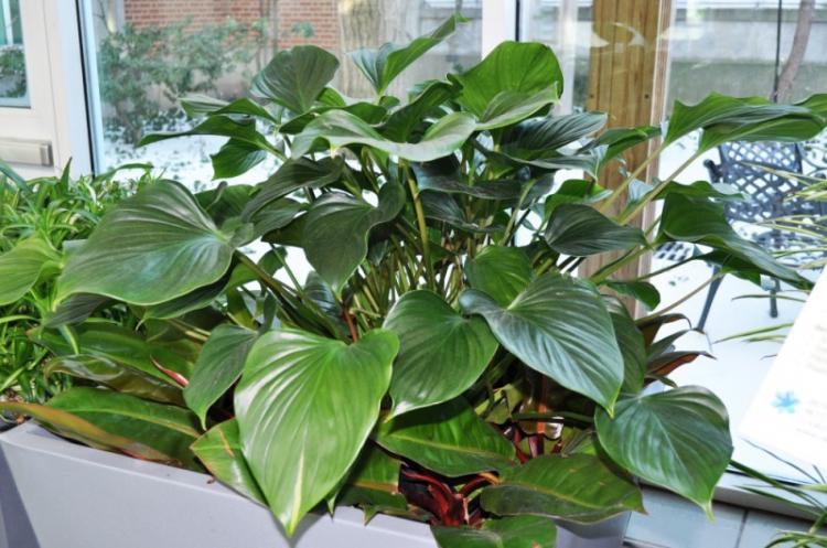 Philodendron - Types de plantes d'intérieur grimpantes