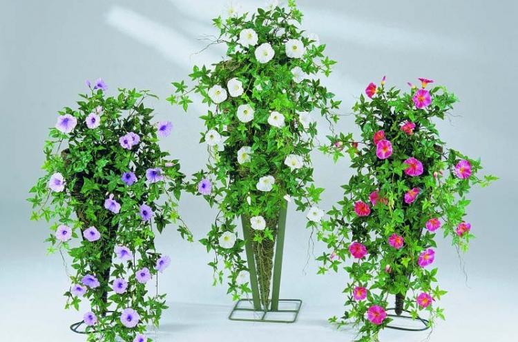 Gloire du matin - Types de plantes d'intérieur grimpantes