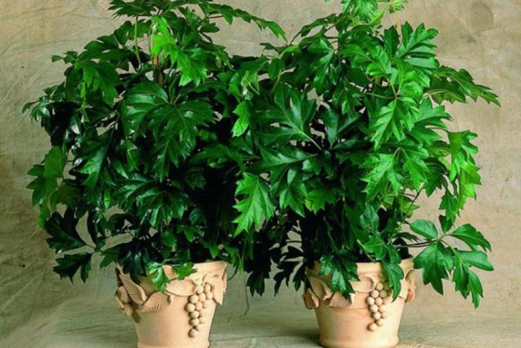 Cissus - Types de plantes d'intérieur grimpantes