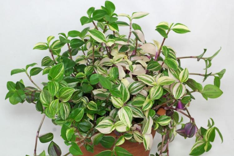 Tradescantia - Types de plantes grimpantes d'intérieur
