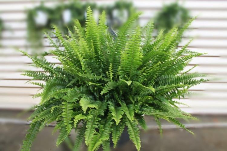 Nephrolepis - Types de plantes grimpantes d'intérieur