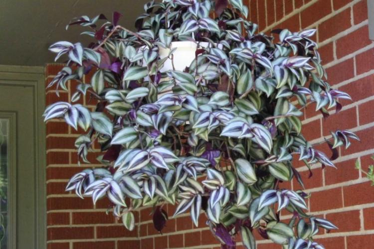 Éclairage - Entretien des plantes d'intérieur grimpantes