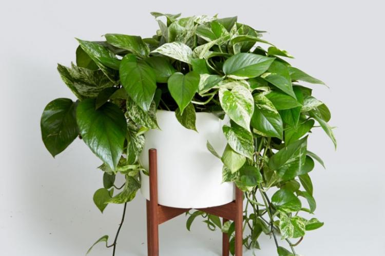 Arrosage - Entretien des plantes grimpantes d'intérieur