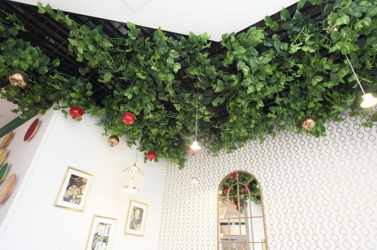 Plantes d'intérieur grimpantes - photo