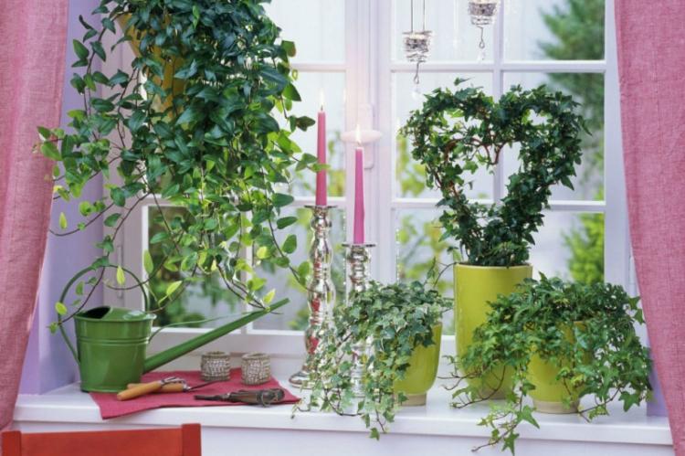 Plantes d'intérieur grimpantes - photo