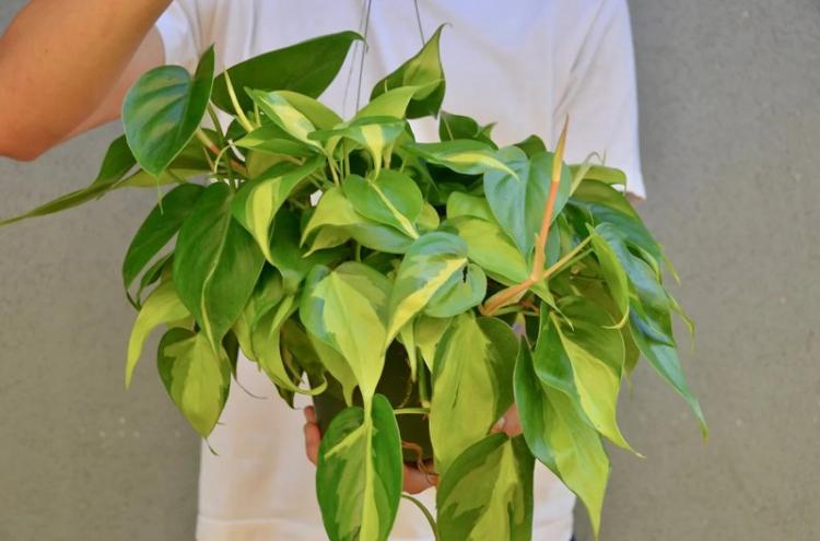 Plantes d'intérieur grimpantes - photo