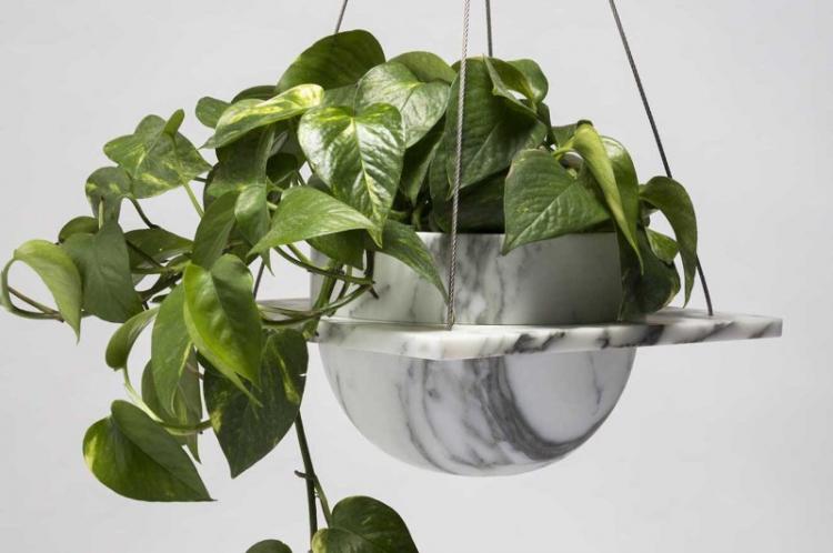 Plantes d'intérieur grimpantes - photo