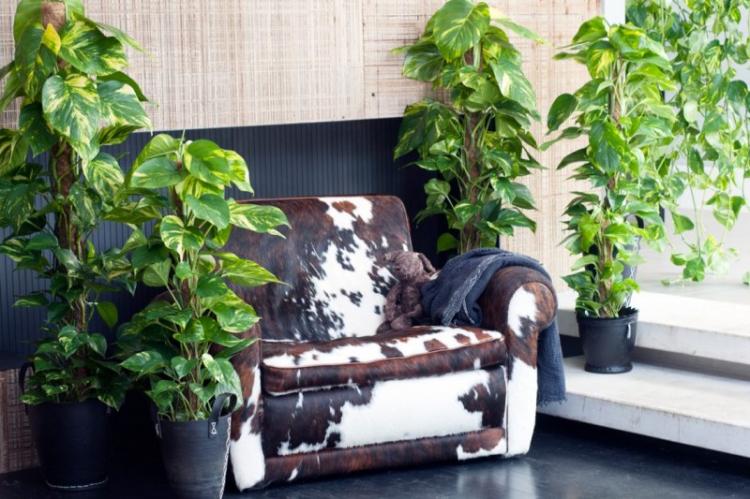 Plantes d'intérieur grimpantes - photo