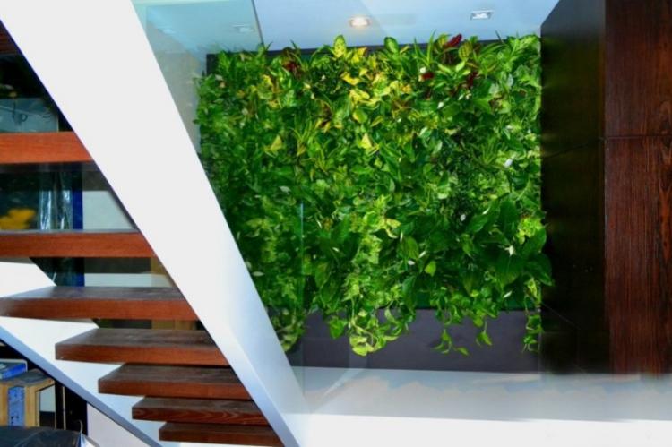 Plantes d'intérieur grimpantes - photo