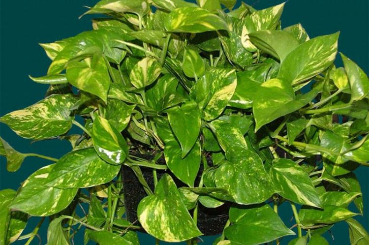 Plantes d'intérieur grimpantes - photo