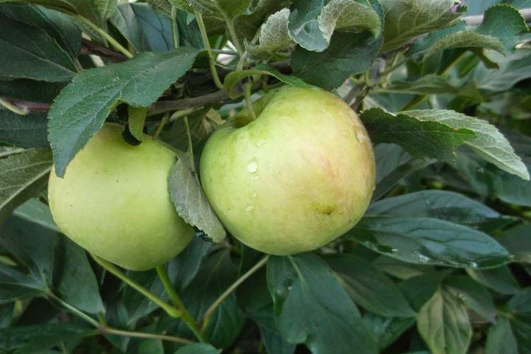 Description et caractéristiques de la variété - Pommier Medunitsa