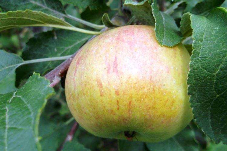 Description et caractéristiques de la variété - Pommier Medunitsa