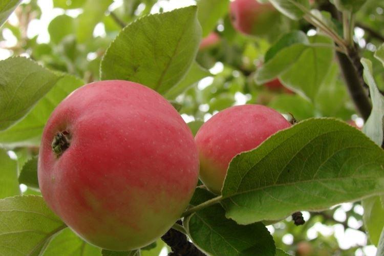 Eclairage - Entretien du pommier Lungaria