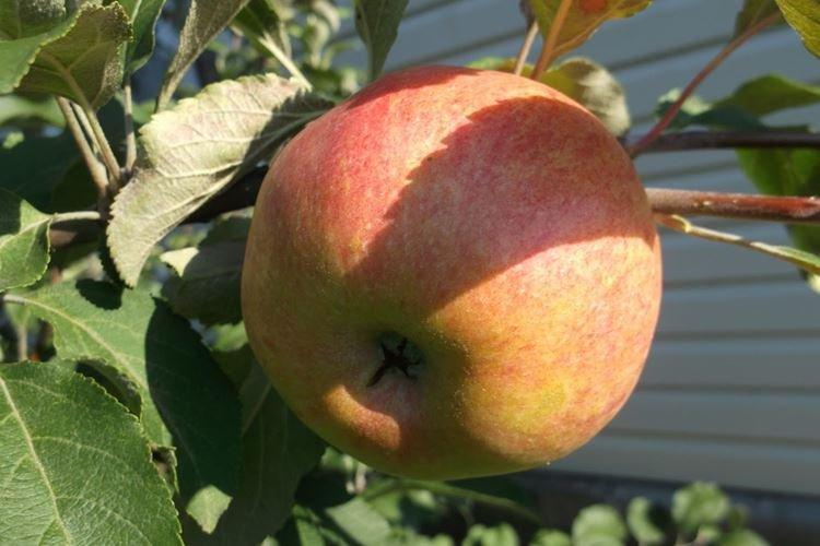 Arrosage - Entretien du pommier Lungaria