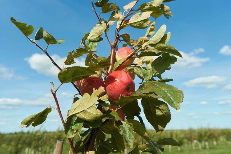 Description et caractéristiques de la variété - Pomme Melba