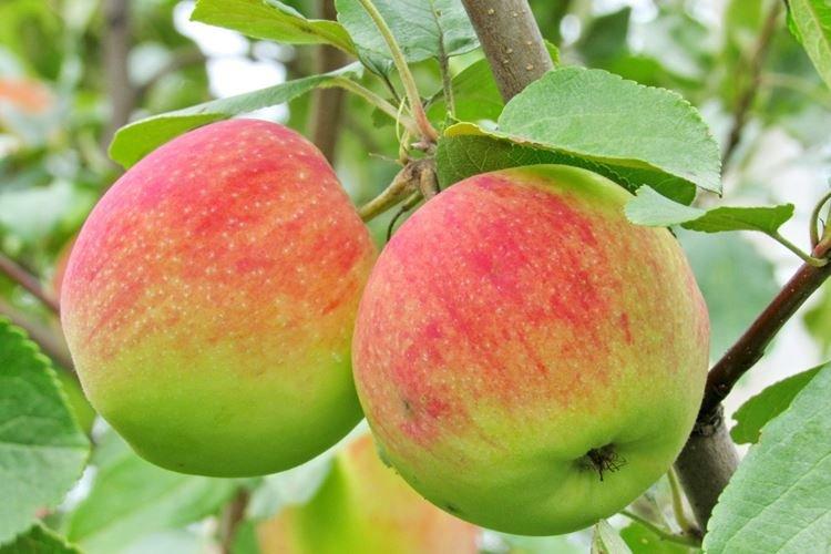 Top dressing - Entretien du pommier Melba