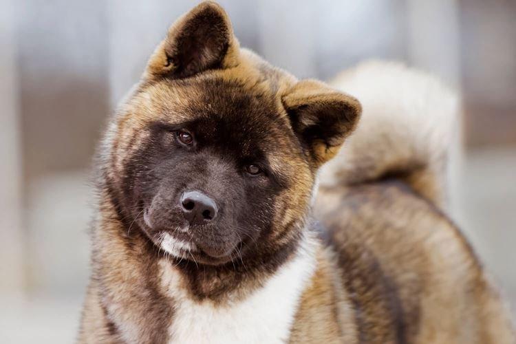 Akita américain - Races de chiens japonais