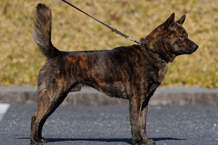 Kai - Races de chiens japonais