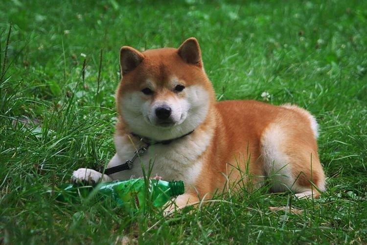 Shiba Inu - Races de chiens japonais
