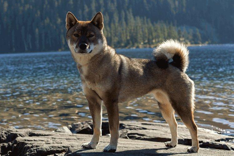 Shikoku - Races de chiens japonais