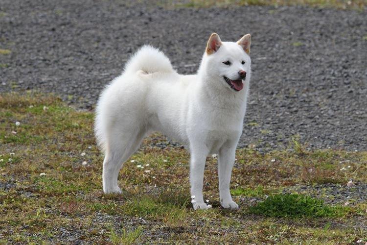 Kishu - Races de chiens japonais