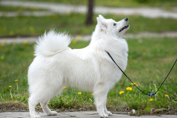 Spitz japonais - Races de chiens japonais