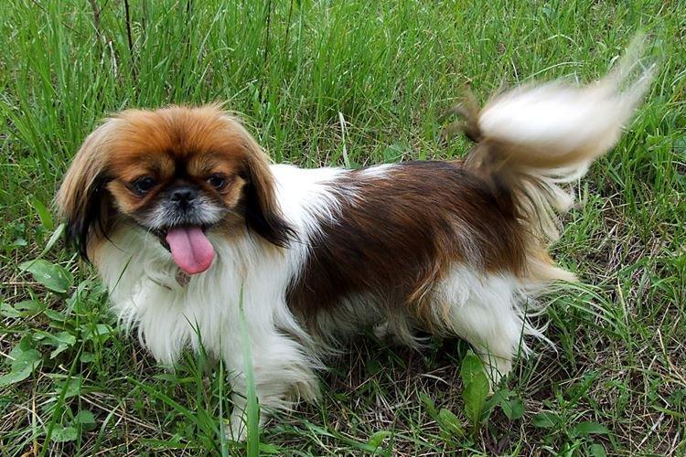 Hin - Races de chiens japonais