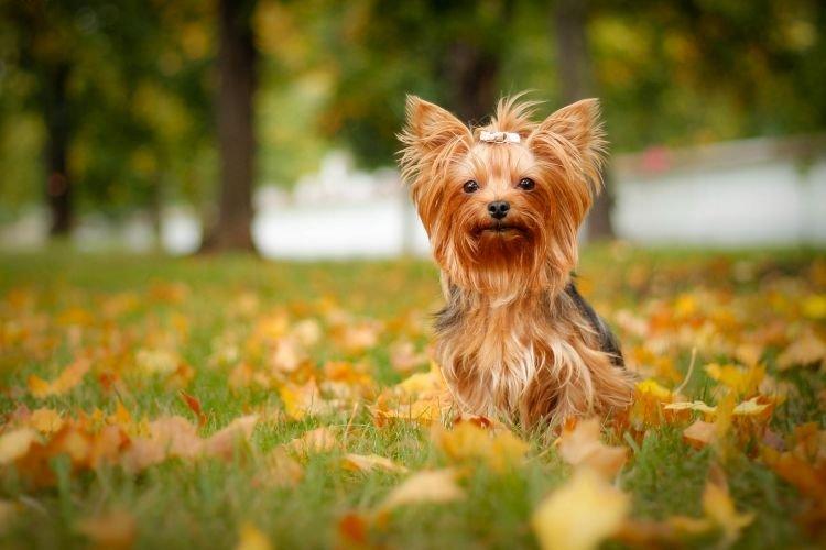 Informations générales - Yorkshire Terrier