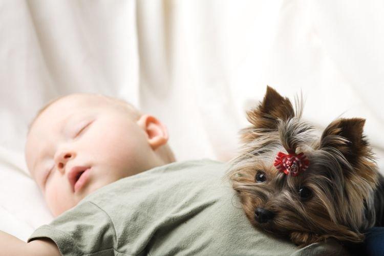 Yorkshire Terrier avec des enfants