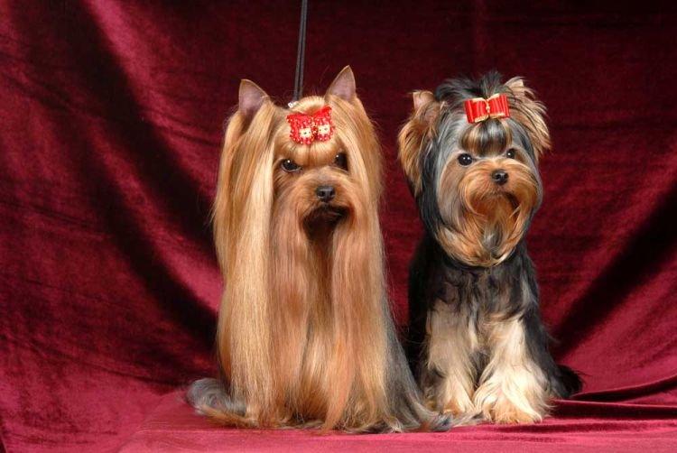 Yorkshire Terrier avec d'autres animaux