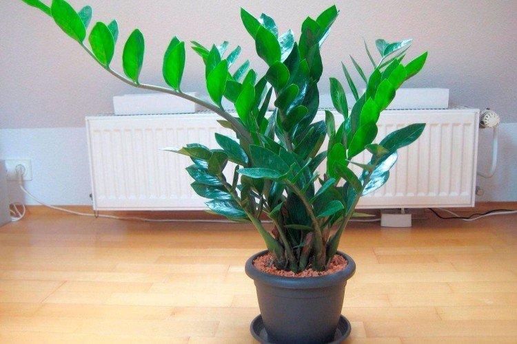 Éclairage - Soins à domicile Zamioculcas