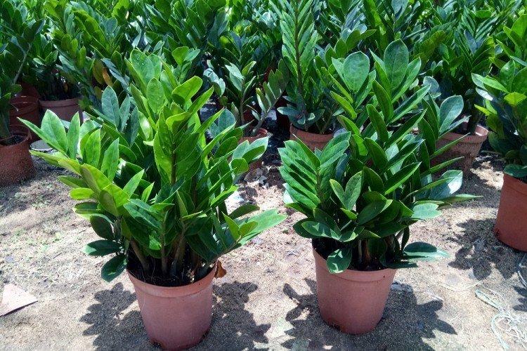 Engrais et alimentation - Soins à domicile Zamioculcas