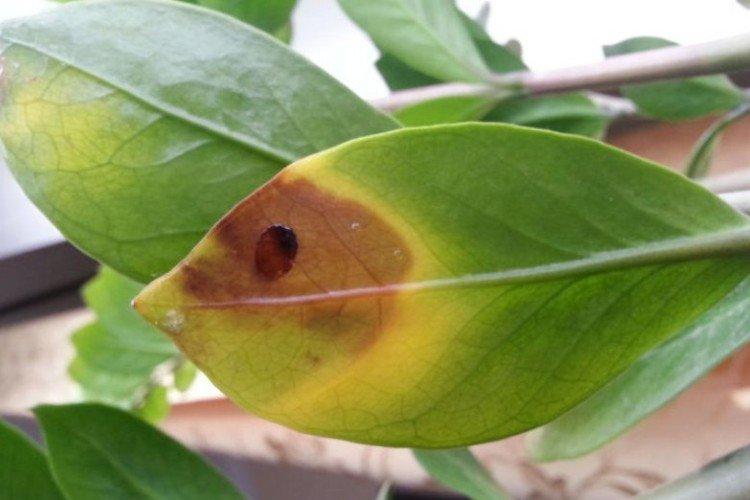 Ravageurs et maladies - Soins à domicile Zamioculcas