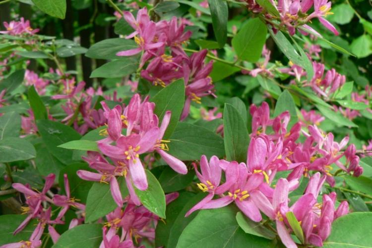 Chèvrefeuille tatar - Types de chèvrefeuille