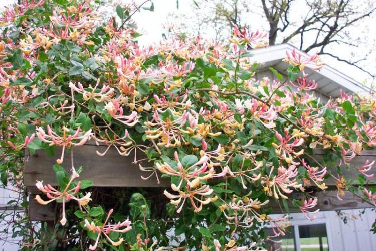 Chèvrefeuille frisé - Types de chèvrefeuille