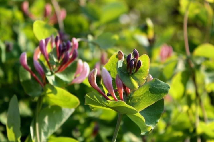 Chèvrefeuille - Types de chèvrefeuille