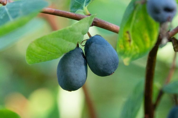 Chèvrefeuille bleu - Types de chèvrefeuille