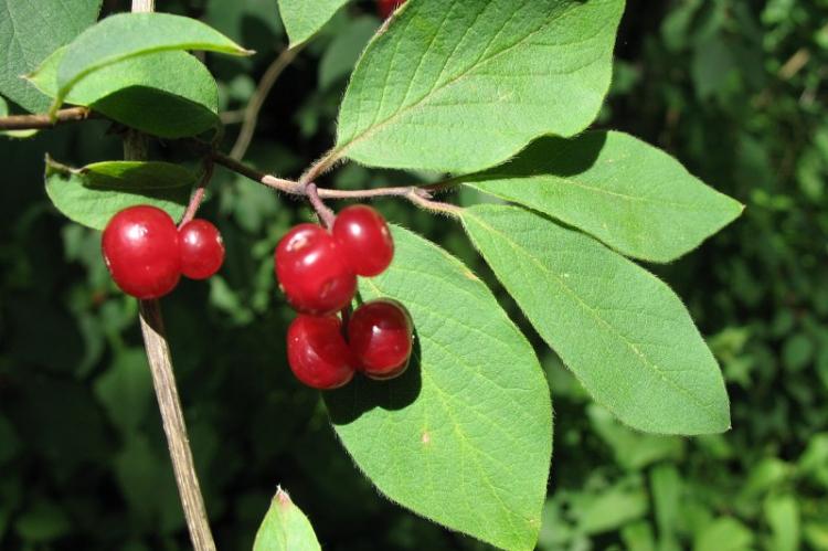 Chèvrefeuille véritable - Types de chèvrefeuille