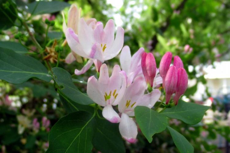 Plantation et élevage de chèvrefeuille