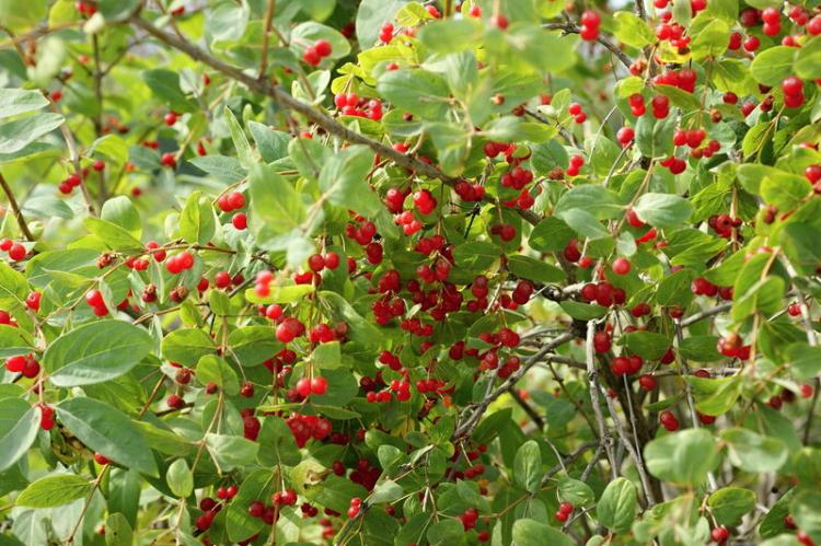 Chèvrefeuille - photo