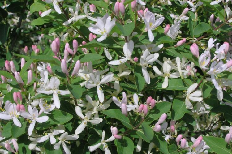 Chèvrefeuille - photo