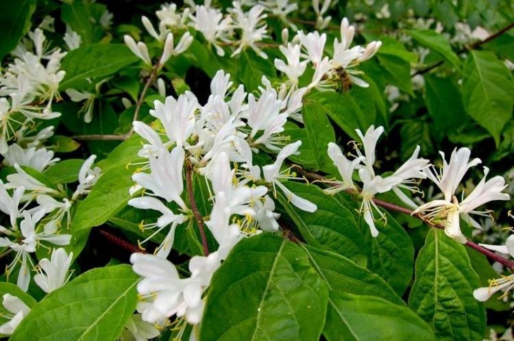 Chèvrefeuille - photo