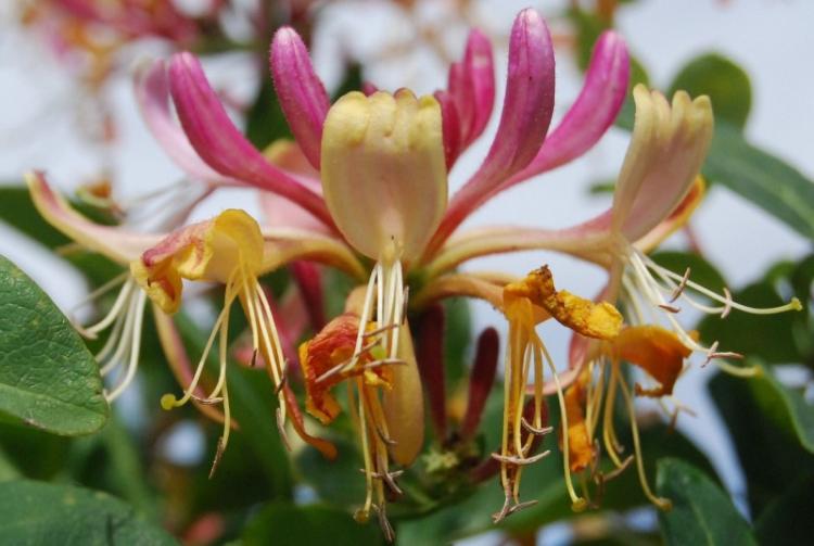 Chèvrefeuille - photo