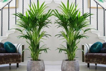 Palmiers d'intérieur : photos et noms (catalogue)